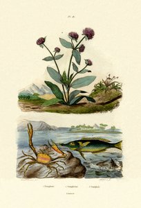 طائر Wrasse ، 1833-1839 بواسطة المدرسة الفرنسية